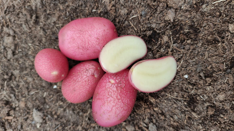 Топ-10 ранних сортов картофеля – выбор фермеров и садоводов