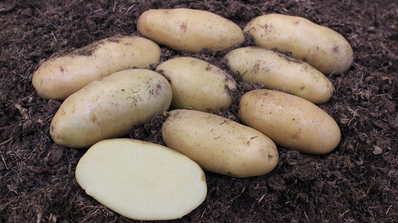 Топ-10 ранних сортов картофеля – выбор фермеров и садоводов
