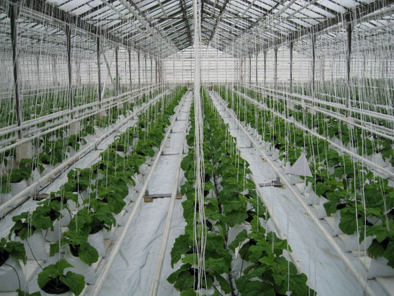Выращивание баклажана в малообъемной технологии
