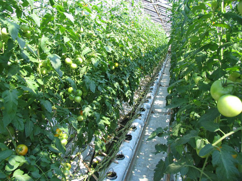 Выращивание томата на малообъемной технологии
