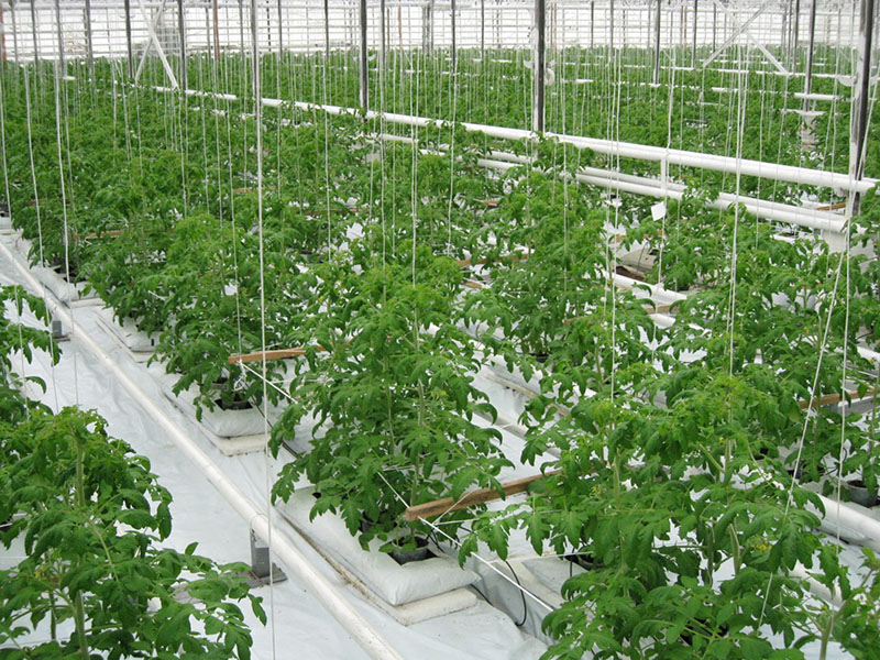 Выращивание помидор в малообъемной технологии