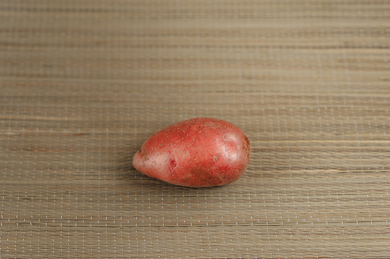 Семенной картофель Лазарь