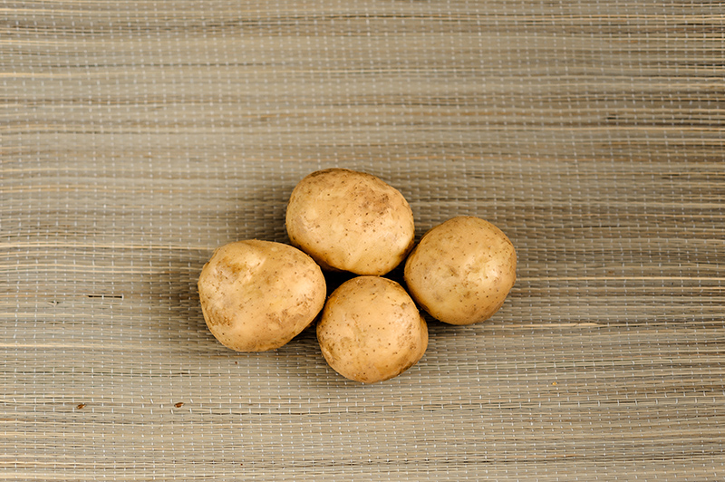 Семенной картофель Лина