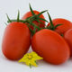 Рассада томатов сорт Рекс F1