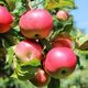 Саженцы яблони сорт Уральское розовое