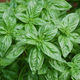 Базилик зеленый Лемона семена для выращивания микрозелени/беби-листа/зелени