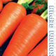 Морковь Шантенэ 2461 ЭКОНОМ семена 5г