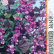 Семена Долихос Обыкновенный Фиолетовый 1г