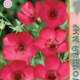 Семена Лен Крупноцветковый Красный 0,5г
