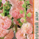 Семена Шток-роза Персиковая Мечта 0,1г