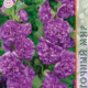 Семена Шток-роза Чатер Темно-Фиолетовая 0,1г