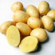 Клубни семенного картофеля Кемеровчанин