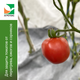 Комплект для выращивания томатов