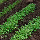 Кресс-салат семена для микрозелени