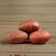 Клубни семенного картофеля Лазарь