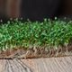 Микрозелень ростки Люцерны