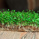 Семена микрозелени Люцерна