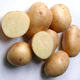 Клубни семенного картофеля Невский