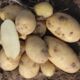 Клубни семенного картофеля Армада