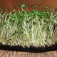 Семена микрозелени Рапс
