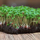 Руккола Индау семена для выращивания микрозелени/беби-листа/салата