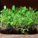 Семена микрозелени Кресс салат