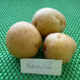 Семенной картофель «Коломбо»