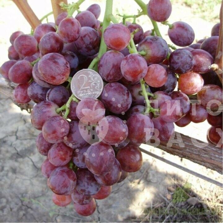 Виноград Кардинал купить саженцы столового винограда с доставкой