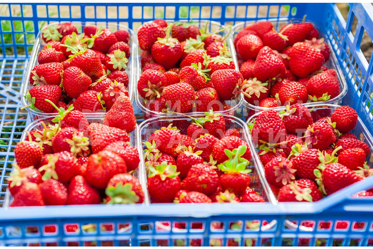 Купить ягоду клубники флорист на рязанском проспекте