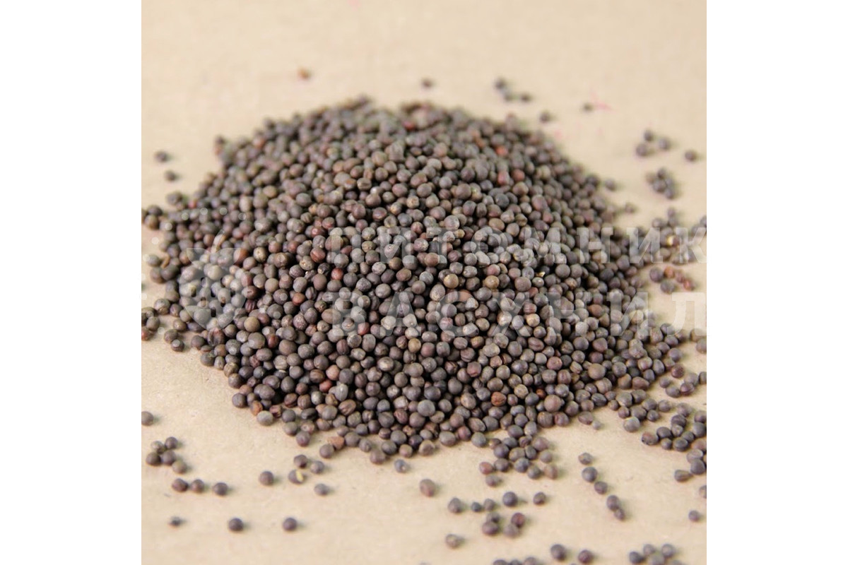 Семена Кале (кейл) черная Black для выращивания микрозелени, 50 г