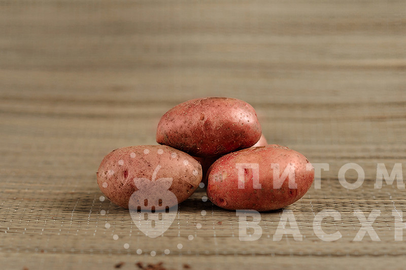 семена картофеля купить в розницу