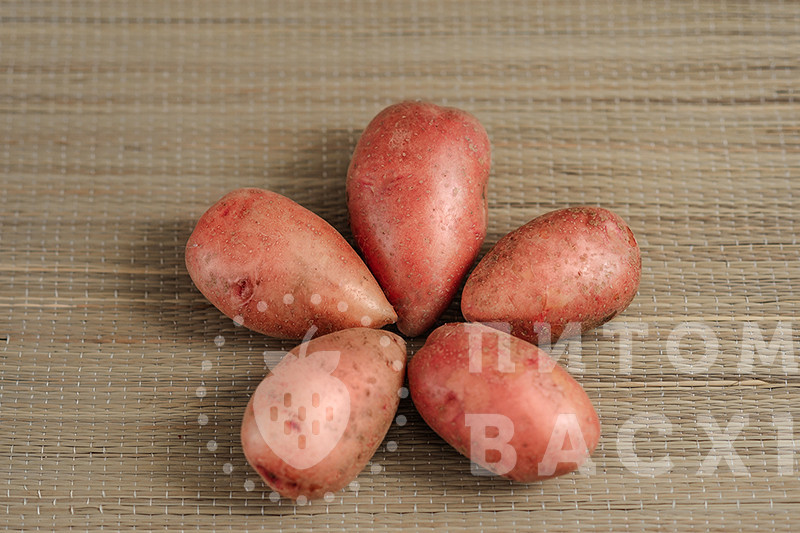 семена картофеля купить в розницу