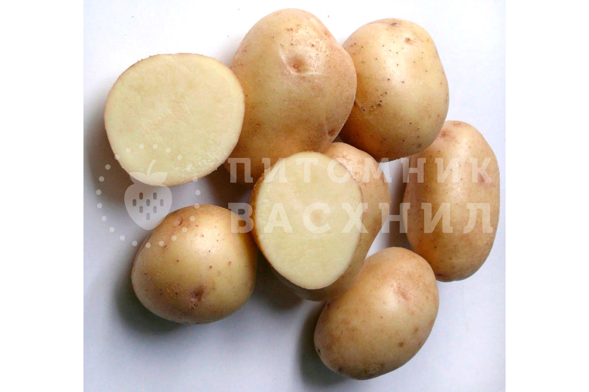 Купить сортовой семенной картофель Невский на посадку
