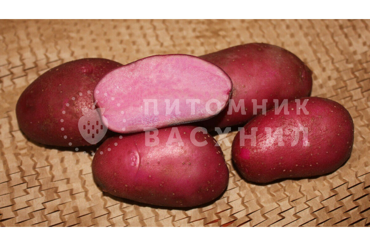 Картофель семенной Сюрприз купить с доставкой