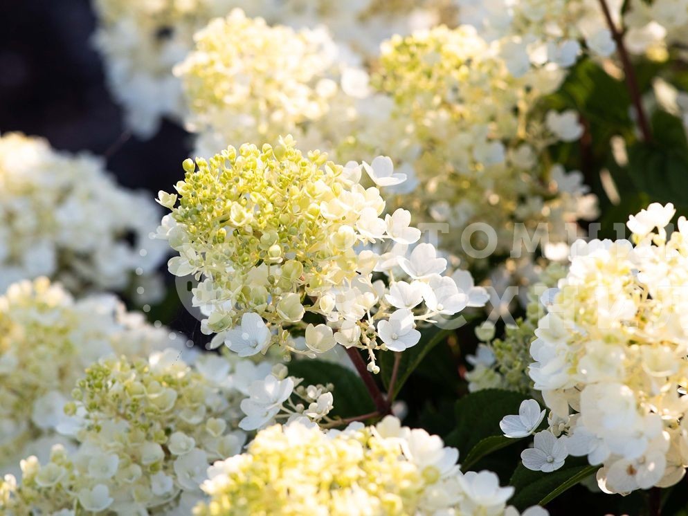 Little blossom. Hydrangea paniculata little Blossom.