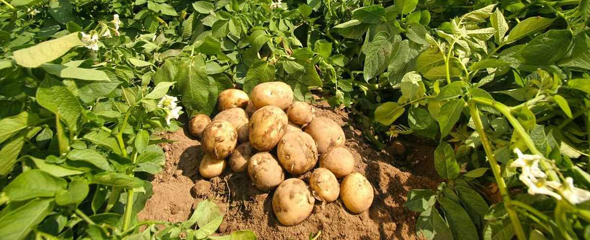 Ранние и ультраранние сорта картофеля: полное описание с фото и рекомендациями по выращиванию
