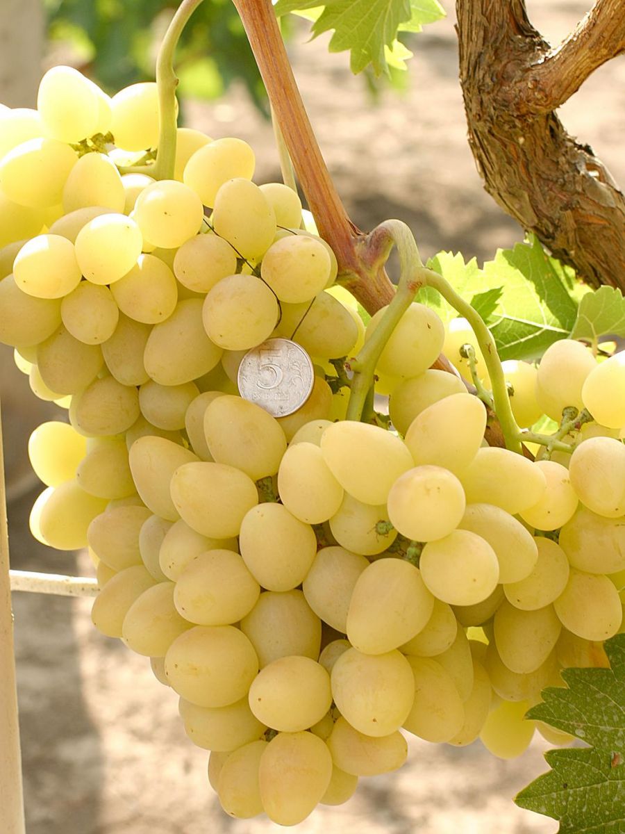 Виноград Аркадия купить саженцы столового винограда с доставкой